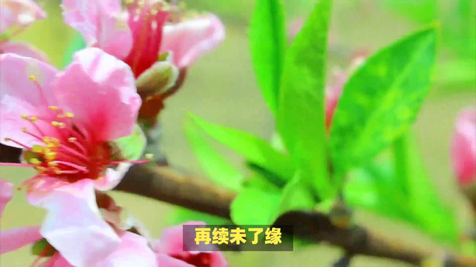 八月桃花旺盛，这三个生肖的爱情花好月圆  第1张