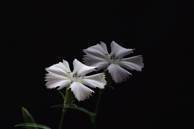 生肖虎女脾气大却旺夫旺家，快来看看你身边有没有这样的福星  第1张