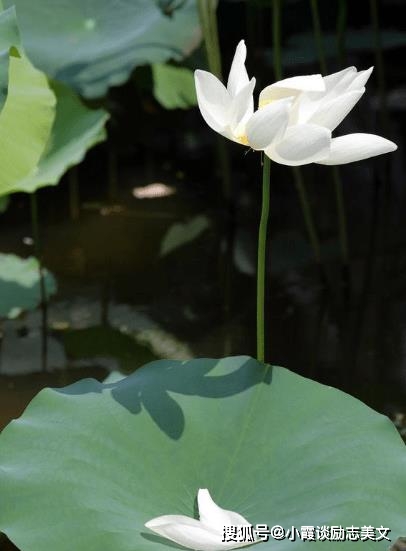 9 月下旬，四大生肖运势如虹，财源广进，生活更精彩