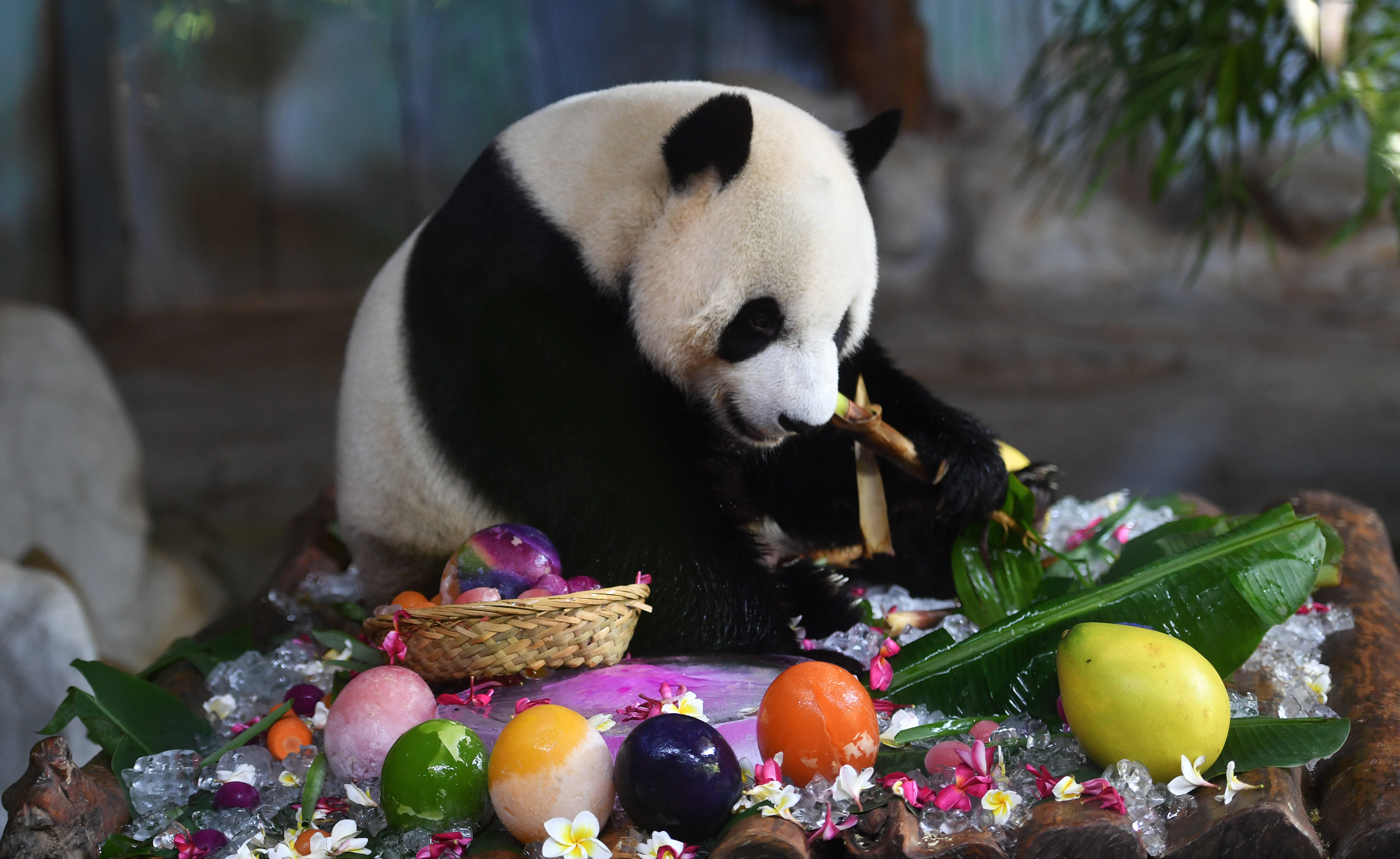 快来围观！大熊猫生日会竟有如此特色美食  第1张