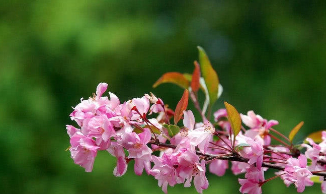 入秋之后，这几个生肖桃花朵朵开，爱情甜蜜到白头