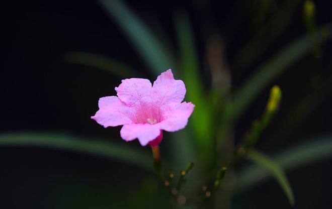 六月末桃花雨，四大生肖旧爱燃烧，期待感情重生  第1张