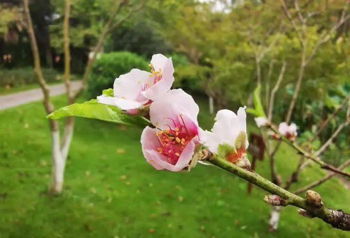 金秋十月，桃花朵朵开，探寻生肖桃花盛放的浪漫景致  第1张