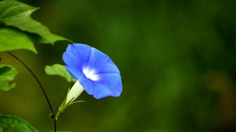 九月运势：四大生肖事业开花，好运连连，属鼠者智慧引领机遇遍地  第1张