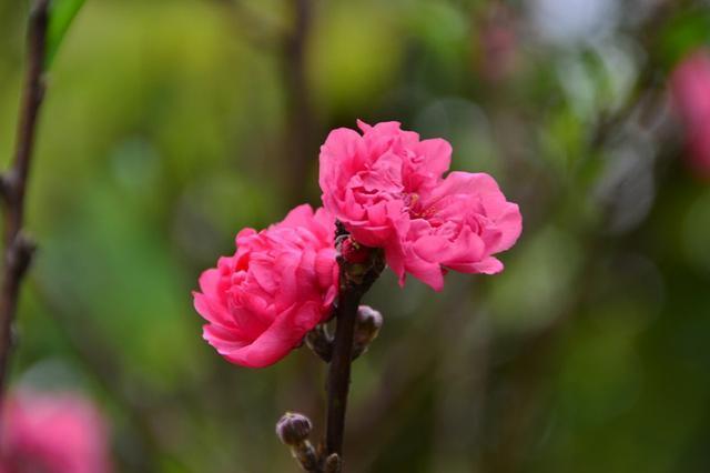 九月桃花盛宴，四大生肖爱情运势高光时刻揭秘