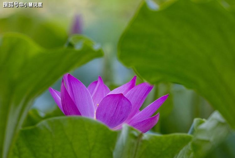 9 月上旬，三大生肖财运、桃花运、事业运火力全开，好日子来了  第1张